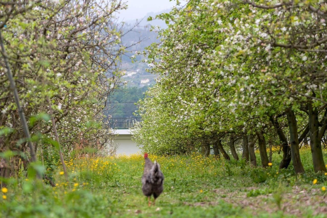 Chale Da Quinta "Lavoura Da Bouca - Fruta Bio" Guest House Селорику ди Бащу Екстериор снимка